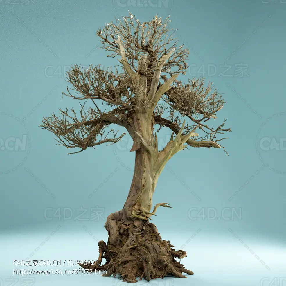 枯枝剥皮老树景观树Dead Bonsai 02