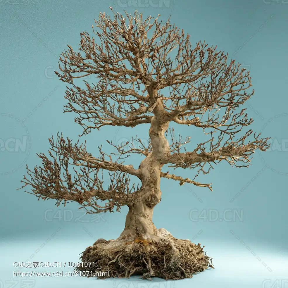 冬天景观盆景树木枯树Dead Bonsai 01