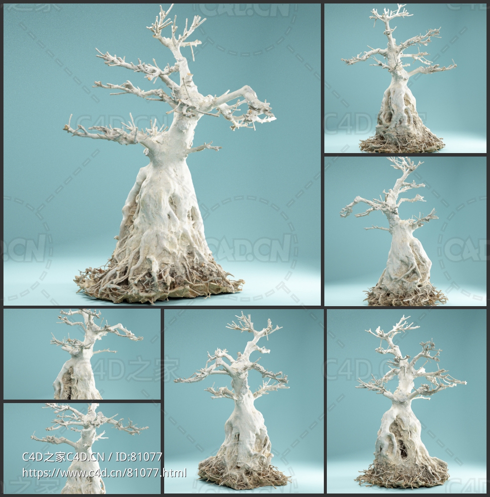 粗根枯树老树根Dead Bonsai 07