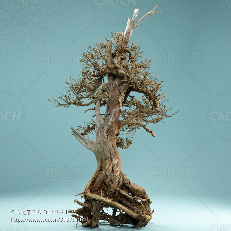 剥皮枯树死去的盆景树木Dead Bonsai 05