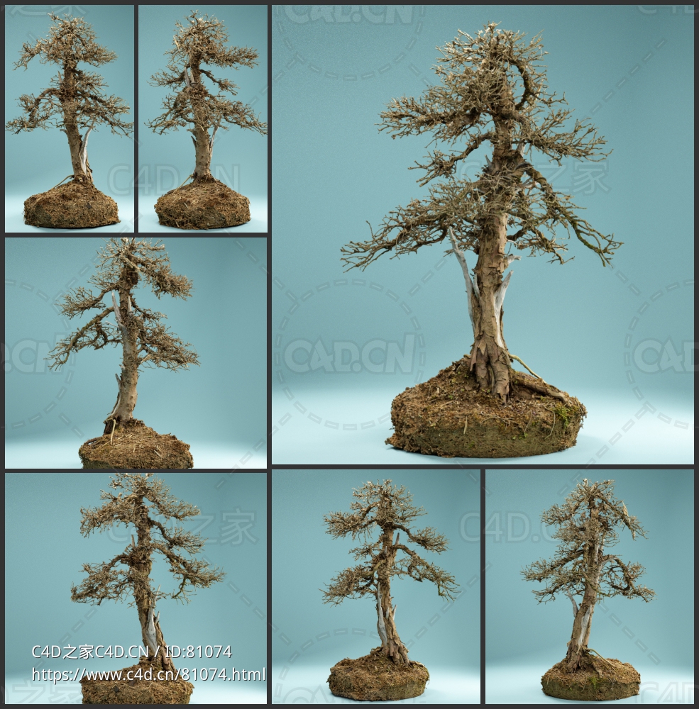 挺拔的干枯树木古树Dead Bonsai 04 - C4D之家 - 4-4.jpg