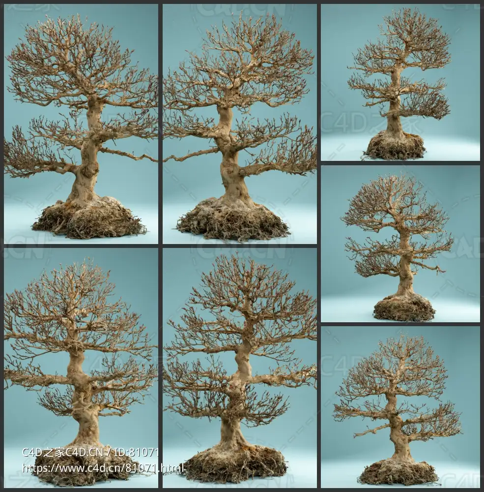 冬天景观盆景树木枯树Dead Bonsai 01 - C4D之家 - 1-1.jpg
