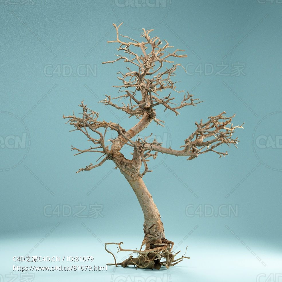 冬季干枯树木盆栽树Dead Bonsai 09 - C4D之家 - 9.jpg