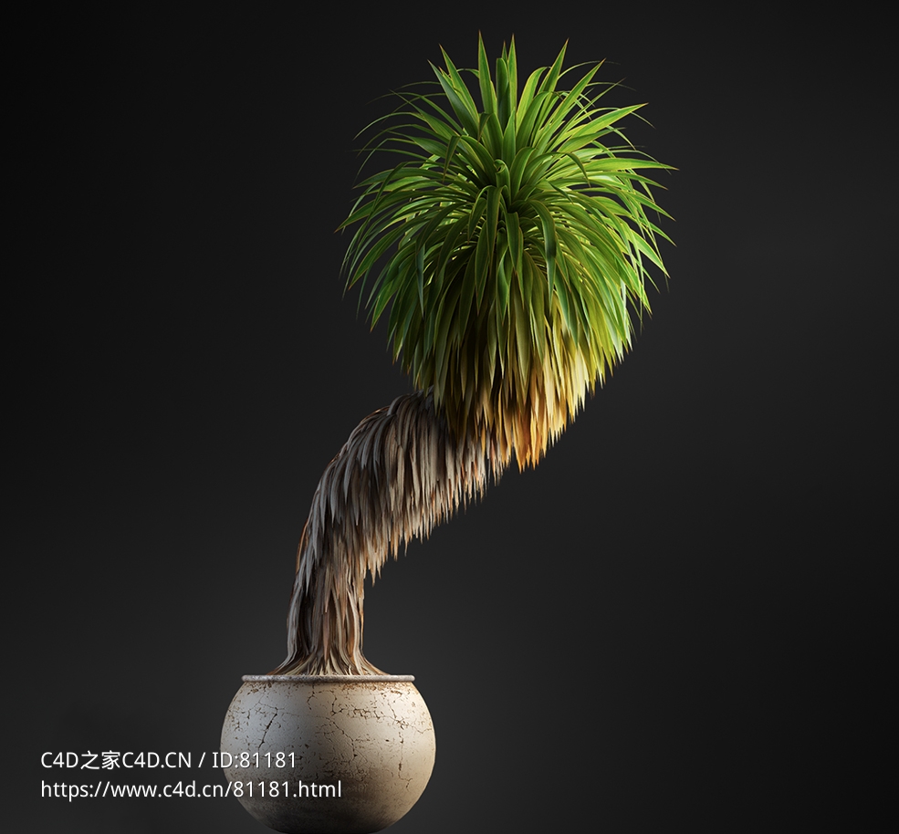 剑叶巨朱蕉盆景c4d模型下载