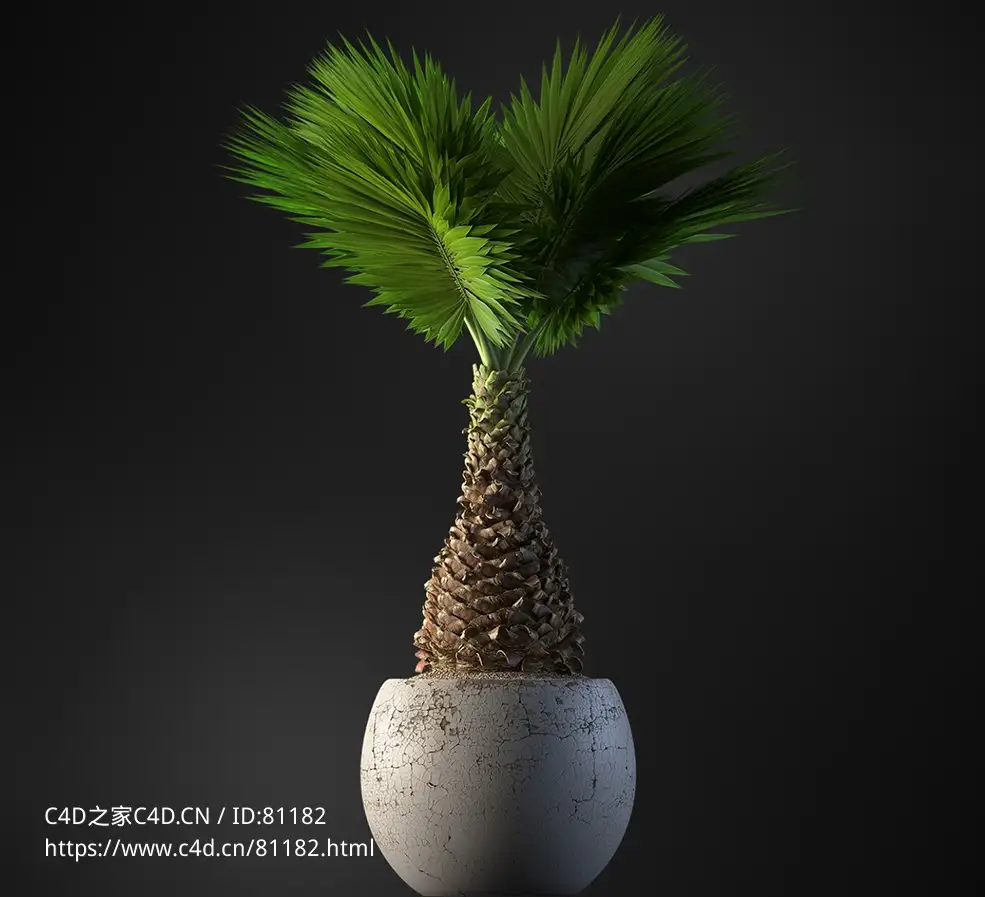 苏铁盆栽观叶绿植c4d模型下载