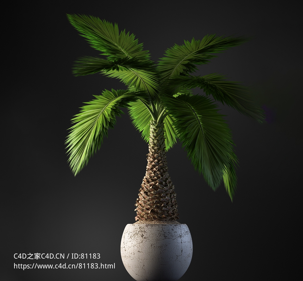 假槟榔观叶盆栽c4d模型下载