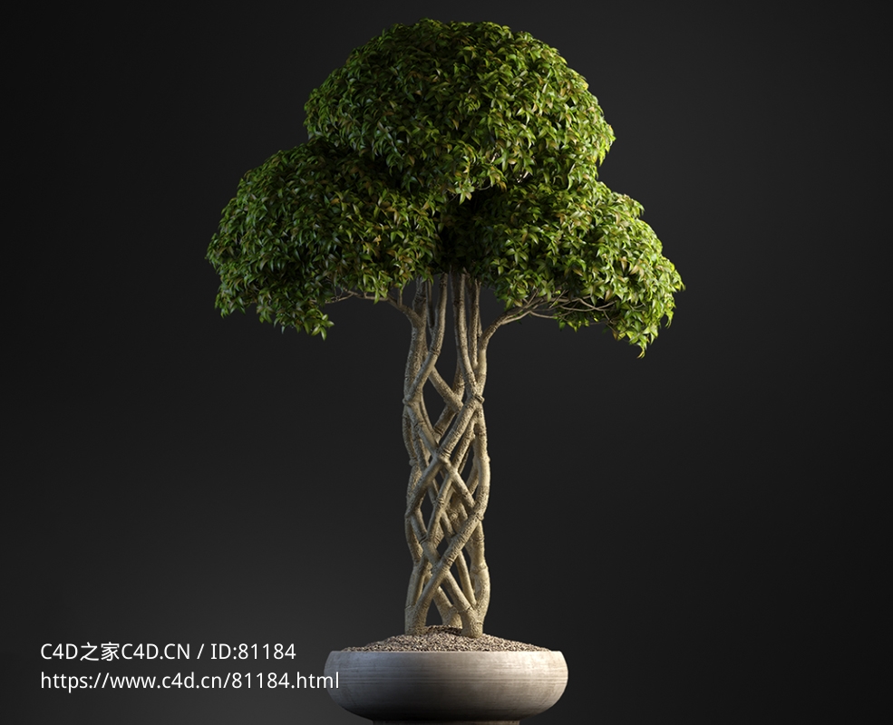 拟天冬草编织的树干盆景树c4d模型下载