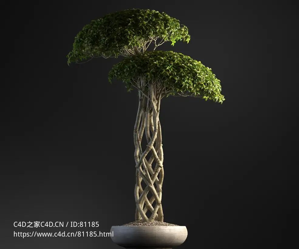 垂叶榕编织树干盆景树c4d模型下载