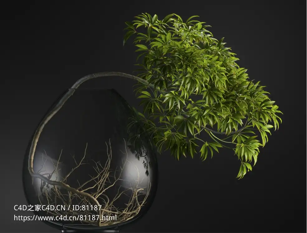 玻璃缸掌叶梁王茶观叶绿植c4d模型下载 - C4D之家 - 9.jpg