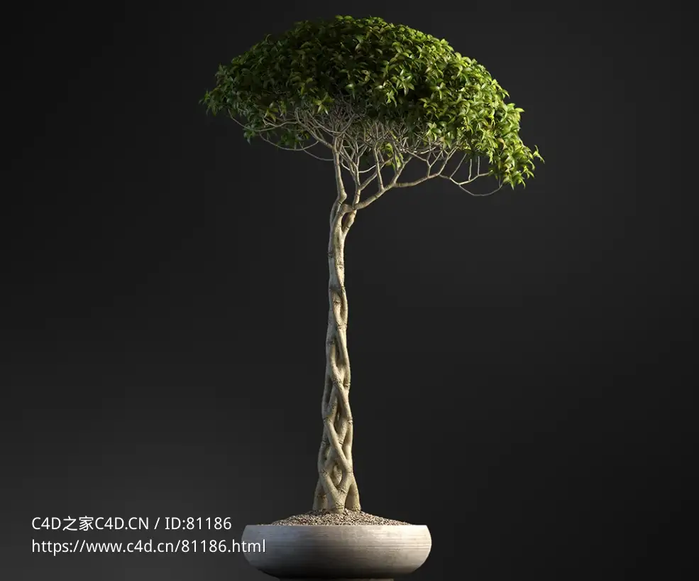 小叶榕编织树干盆景树c4d模型下载