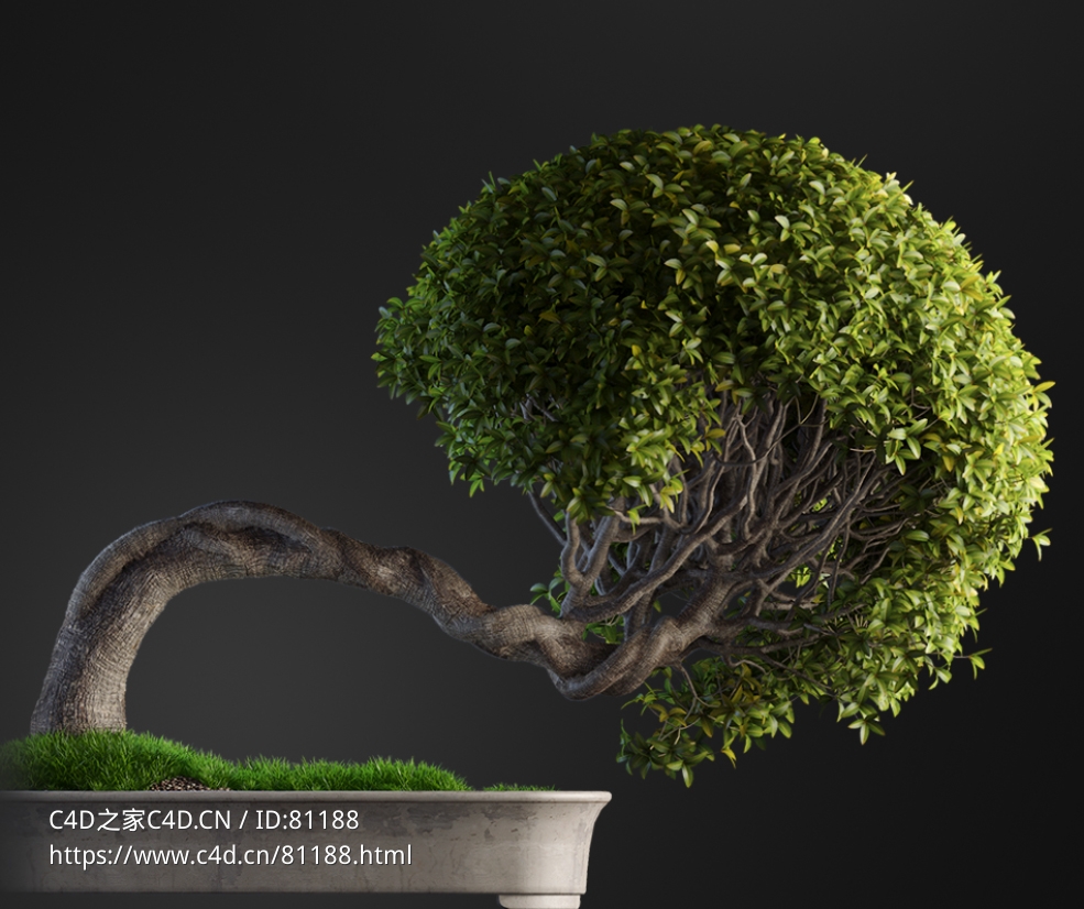 黄金垂榕观叶盆景c4d模型下载