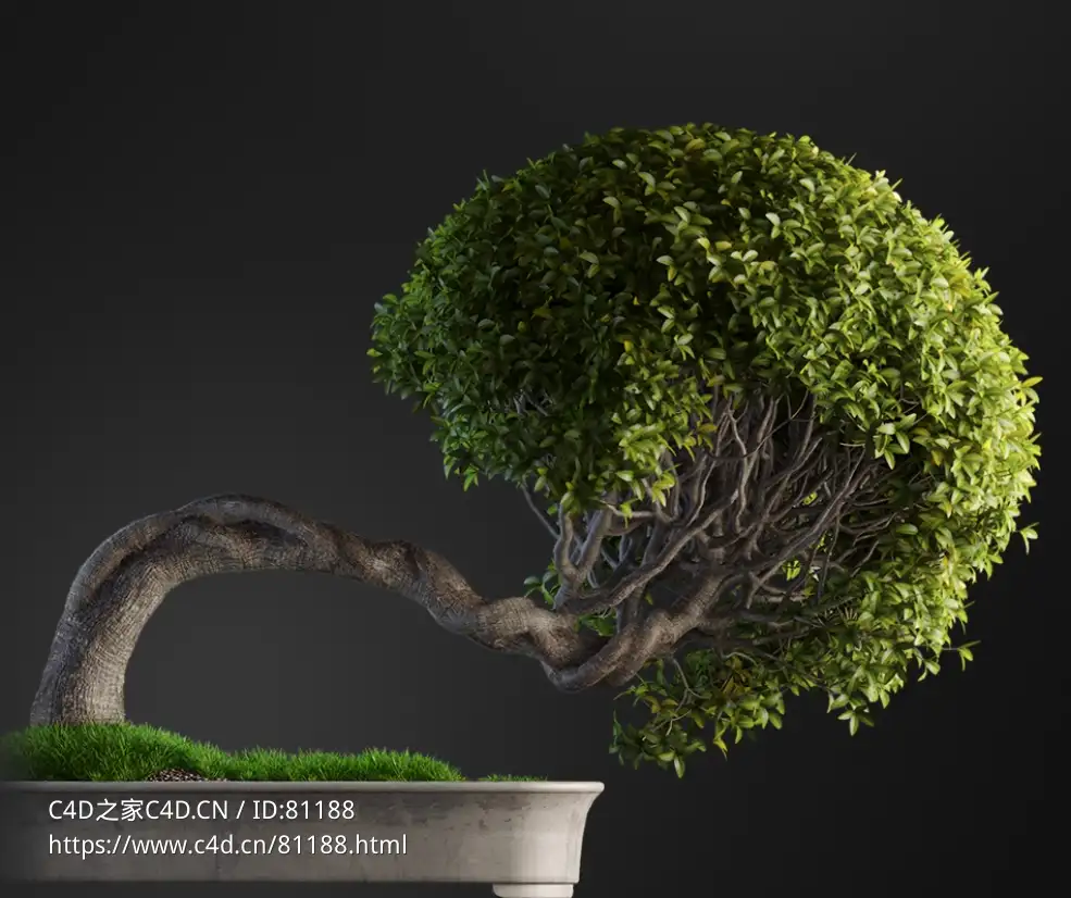黄金垂榕观叶盆景c4d模型下载