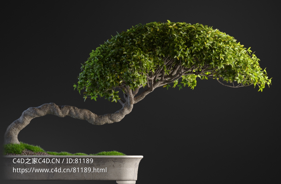 细叶榕绿植盆景c4d模型下载