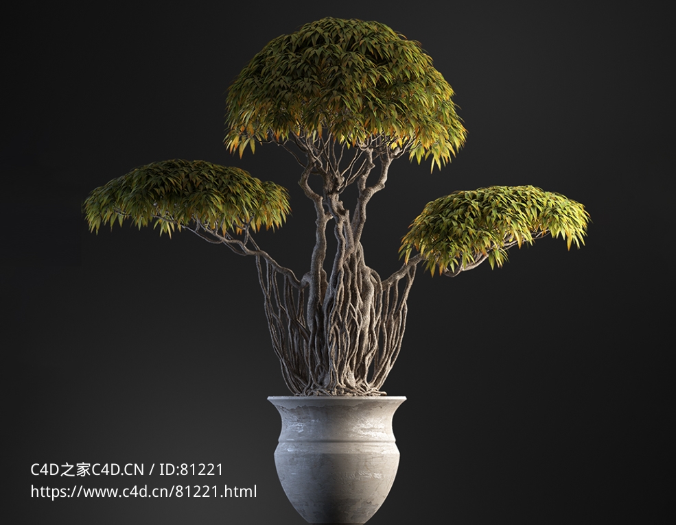 柳叶榕盆栽c4d模型下载