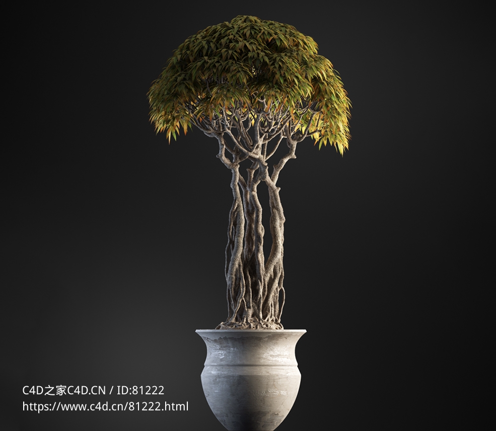 马尾榕盆景绿植c4d模型下载
