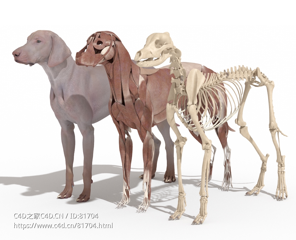 魏玛猎狗皮肤肌肉骨骼解剖学