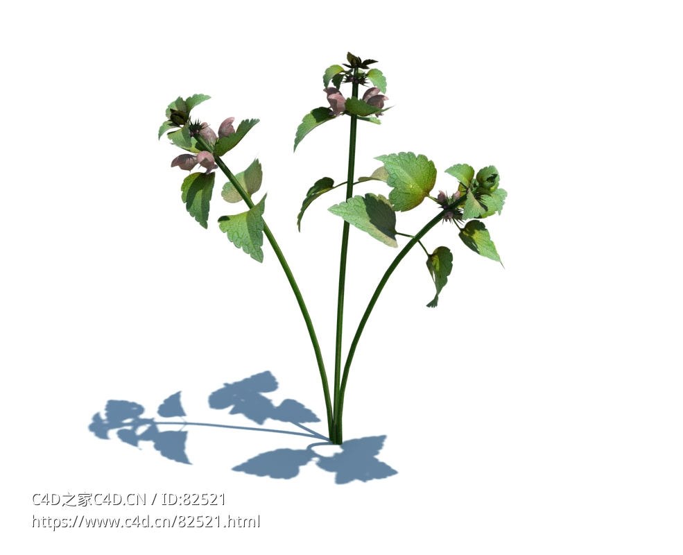 野芝麻c4d植物杂草模型下载Lamium purpureum v2 - C4D之家 - 5.jpg