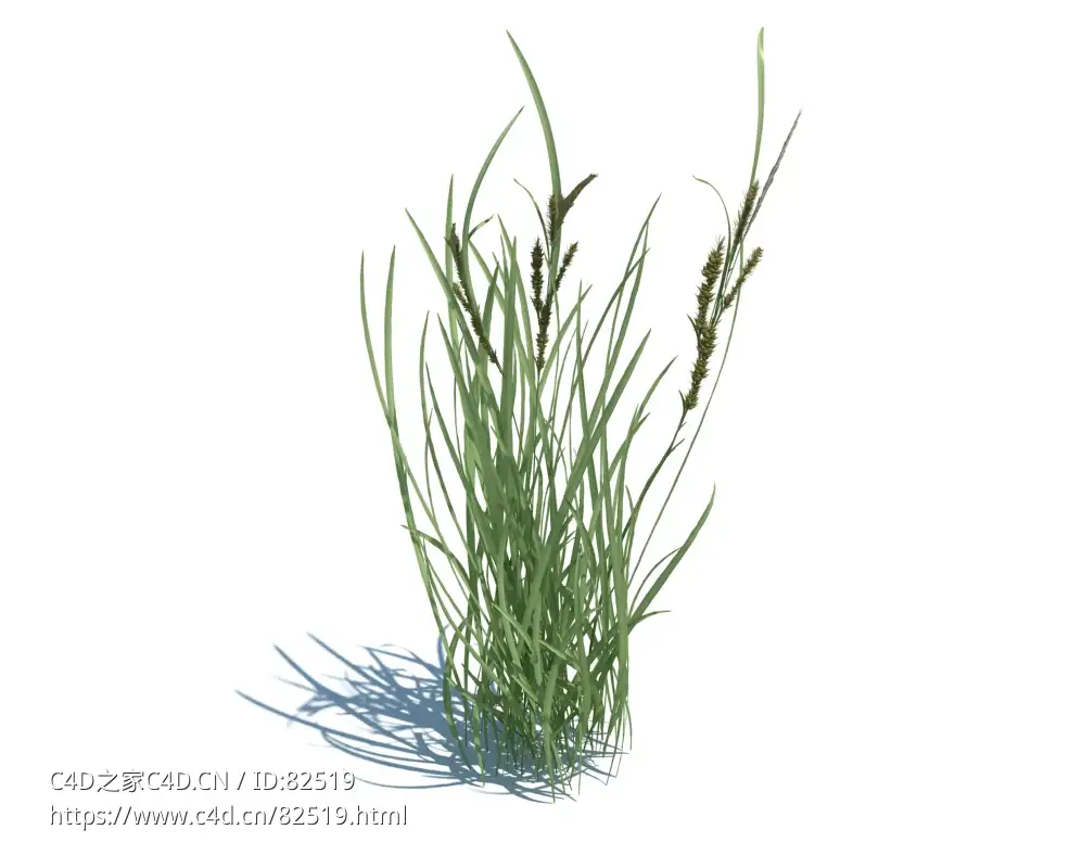 稗子c4d植物杂草模型下载Echinochloa crus-galli v3 - C4D之家 - 3.jpg