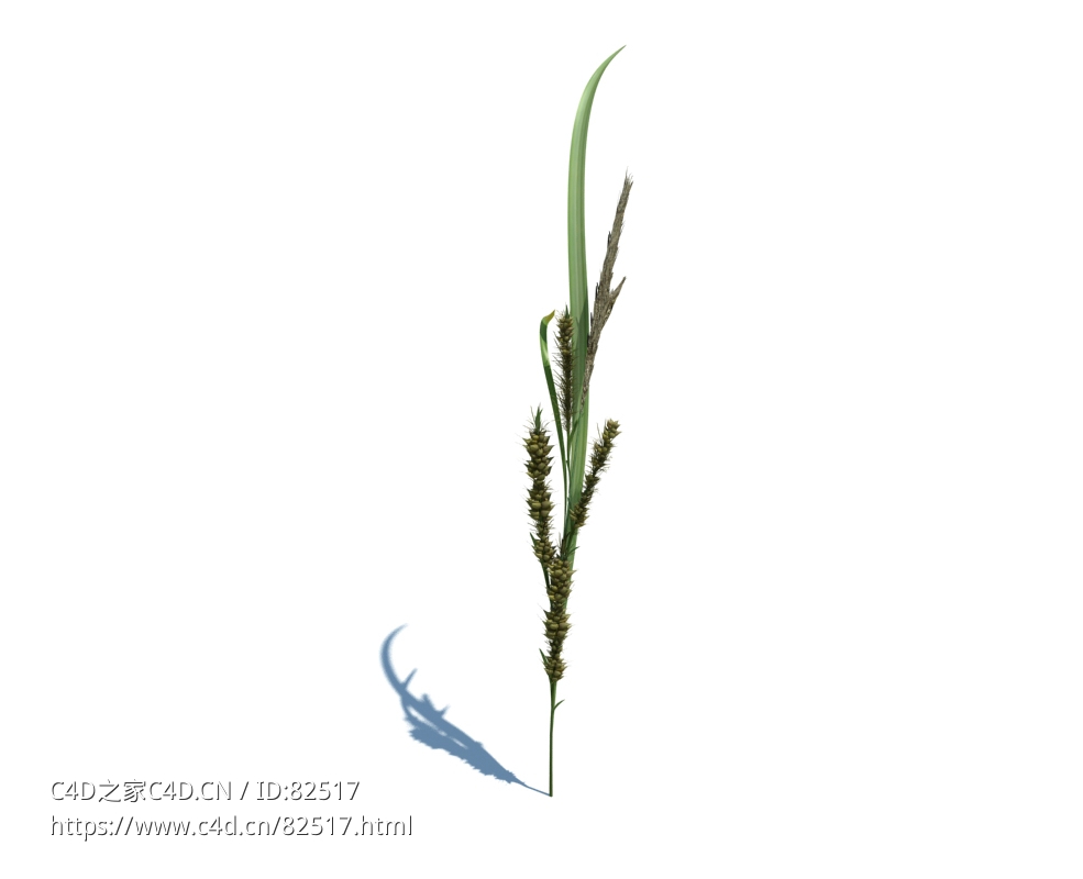 稗子c4d植物杂草模型下载Echinochloa crus-galli v1 - C4D之家 - 1.jpg
