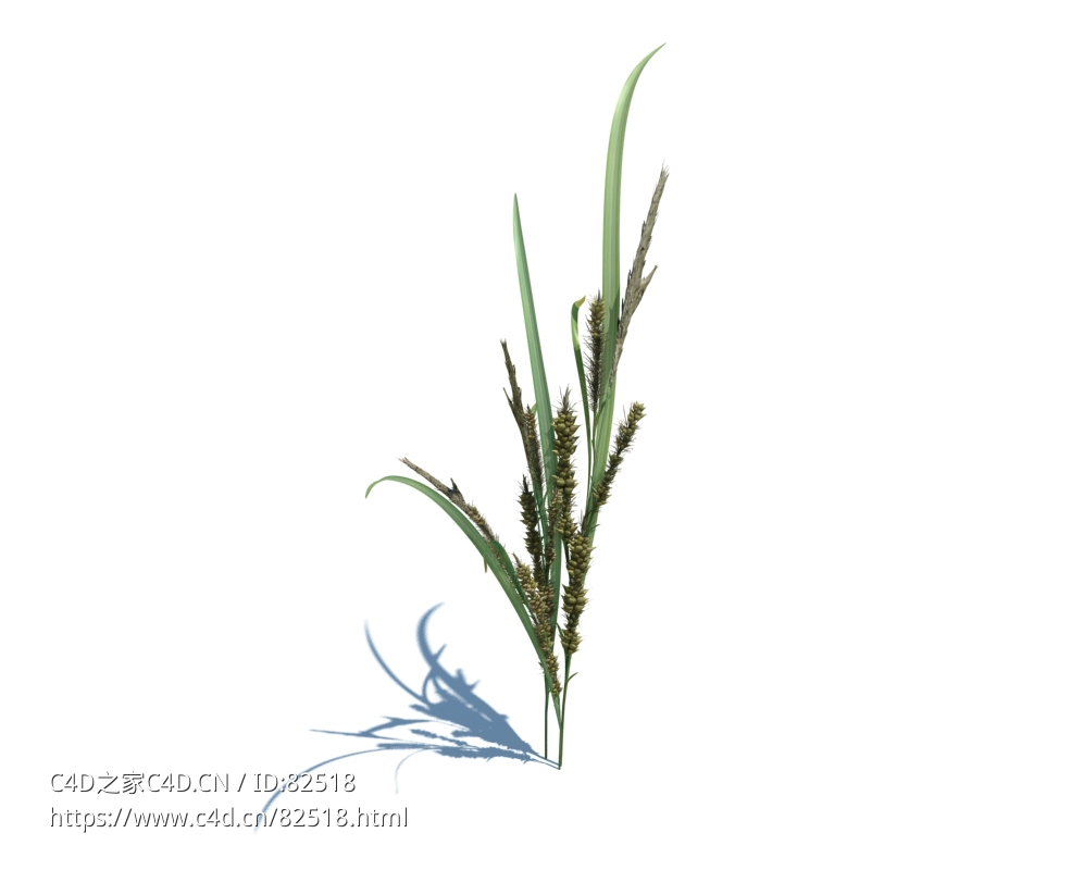 稗子c4d植物杂草模型下载Echinochloa crus-galli v2 - C4D之家 - 2.jpg
