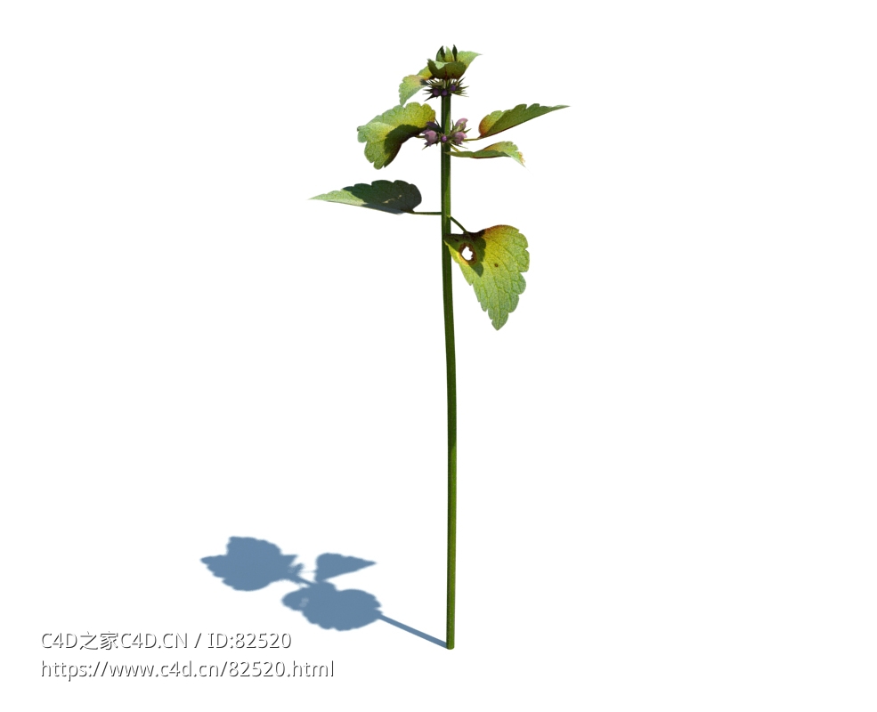 野芝麻c4d植物杂草模型下载Lamium purpureum v1 - C4D之家 - 4.jpg