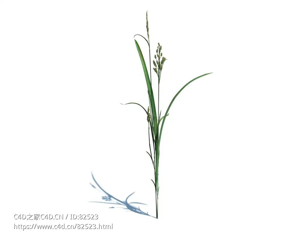 菵草c4d植物杂草模型下载Beckmannia hirsutiflora v1 - C4D之家 - 7.jpg