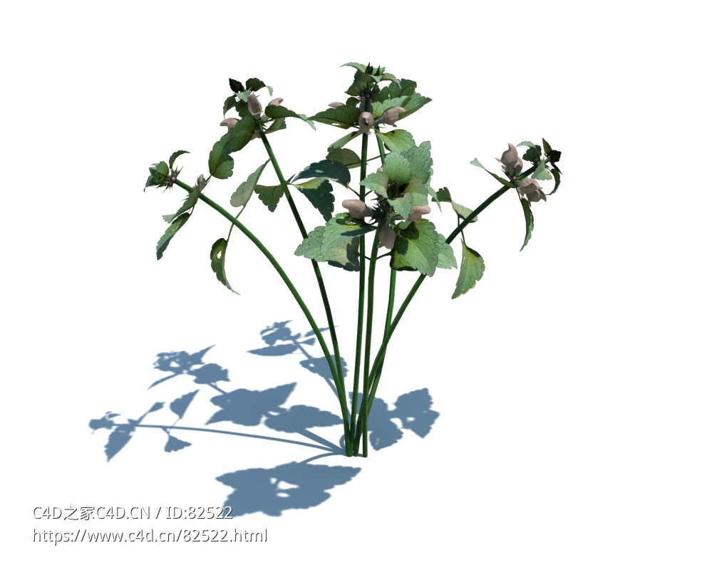 野芝麻c4d植物杂草模型下载Lamium purpureum v3 - C4D之家 - 6.jpg