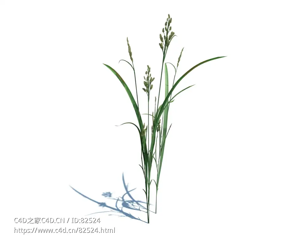 菵草c4d植物杂草模型下载Beckmannia hirsutiflora v2 - C4D之家 - 8.jpg