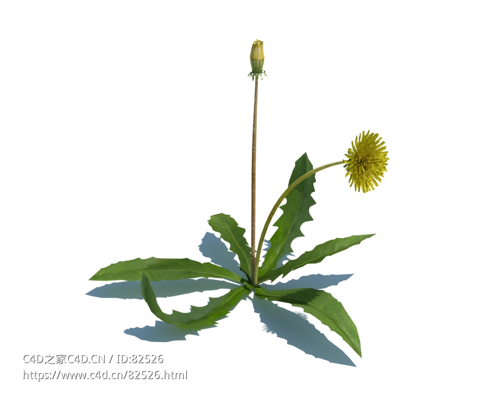 蒲公英c4d植物杂草模型下载Taraxacum officinale v1