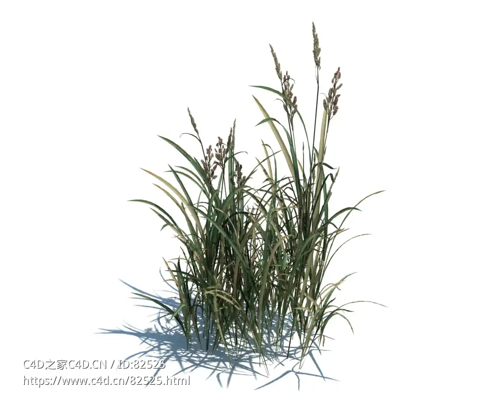 菵草c4d植物杂草模型下载Beckmannia hirsutiflora v3 - C4D之家 - 9.jpg