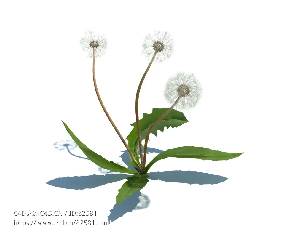 蒲公英Taraxacum officinale v3