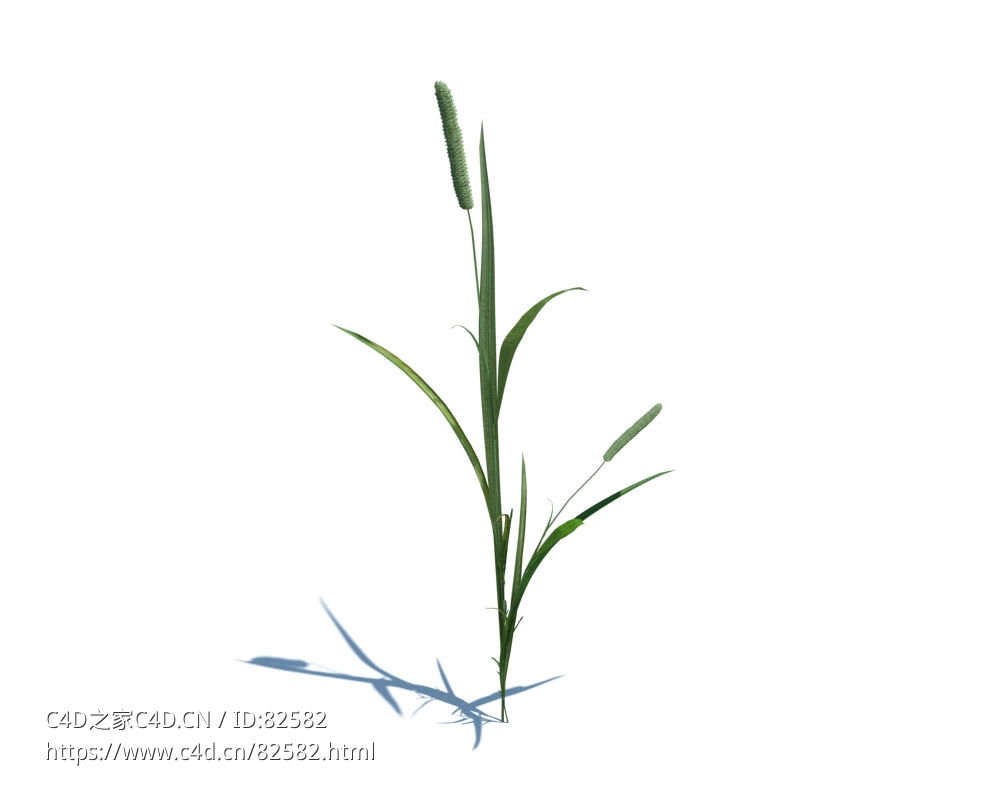 猫尾草梯牧草植物杂草模型下载Phleum pratense L v1 - C4D之家 - 13.jpg