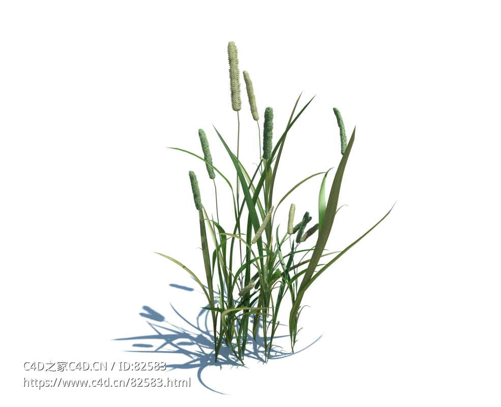猫尾草梯牧草c4d植物杂草模型下载Phleum pratense L v2 - C4D之家 - 14.jpg
