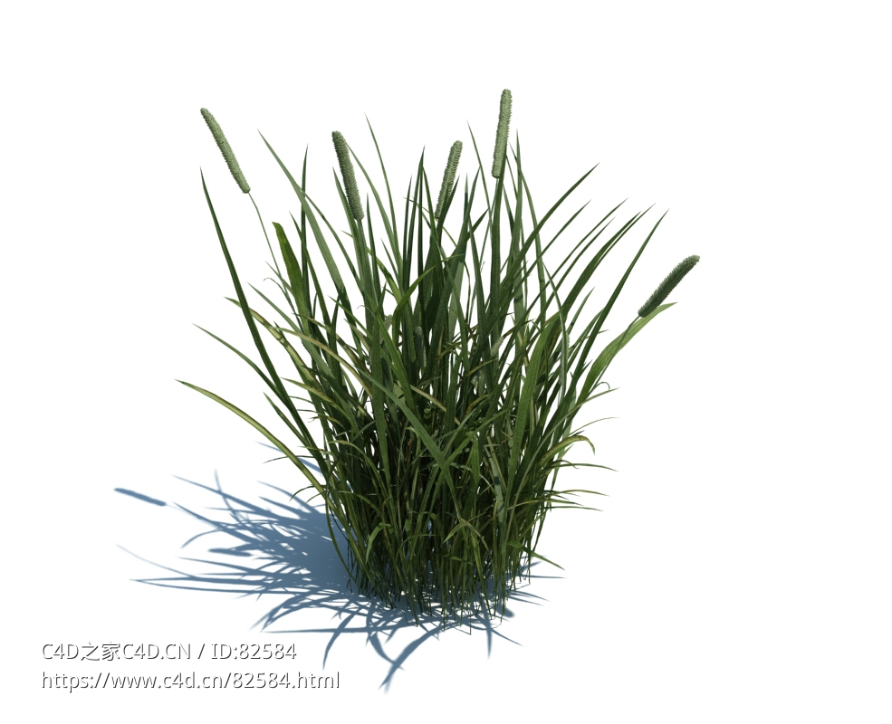 猫尾草梯牧草c4d植物杂草模型下载Phleum pratense L v3 - C4D之家 - 15.jpg