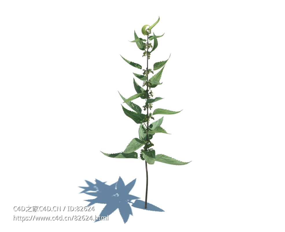 魔鬼叶异株荨麻植物杂草模型下载Urtica dioica v1 - C4D之家 - 22.jpg