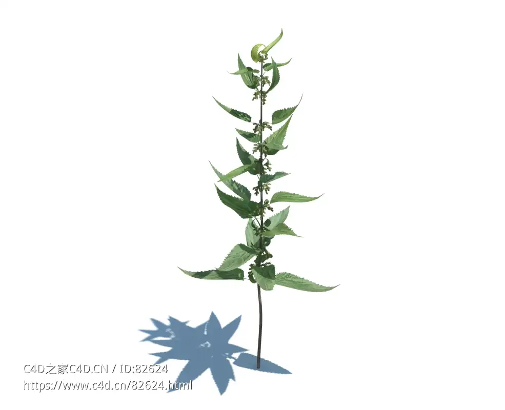 魔鬼叶异株荨麻植物杂草模型下载Urtica dioica v1 - C4D之家 - 22.jpg