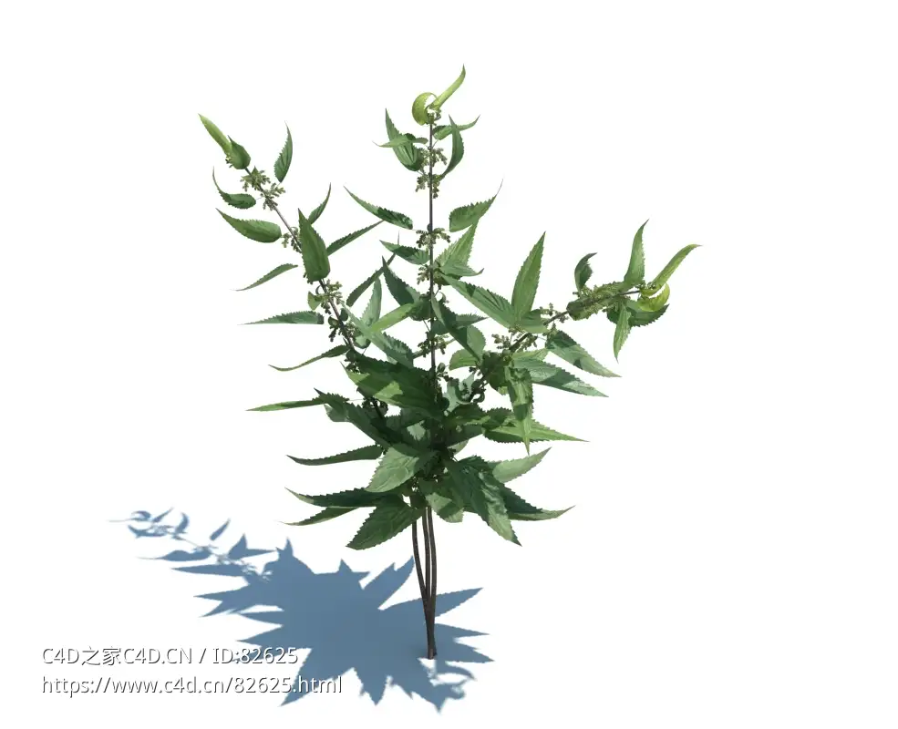 刺荨麻植物杂草模型下载Urtica dioica v2 - C4D之家 - 23.jpg