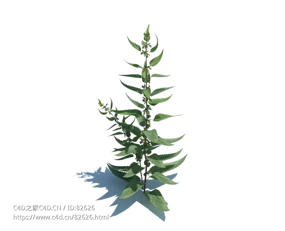 荨麻植物杂草模型下载Urtica dioica v3 - C4D之家 - 24.jpg