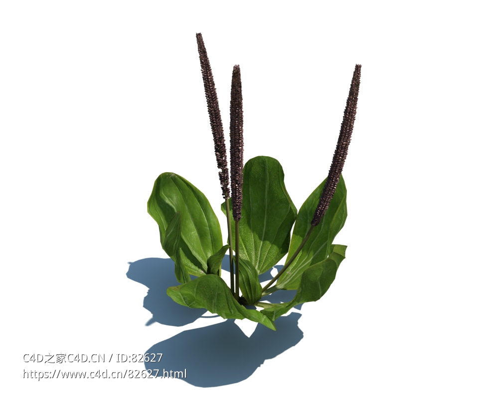 车前草植物杂草模型下载Plantago maior v1 - C4D之家 - 25.jpg