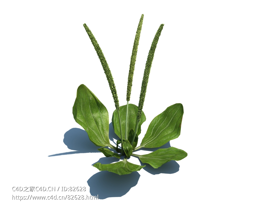 车前草植物杂草模型下载Plantago maior v2 - C4D之家 - 26.jpg