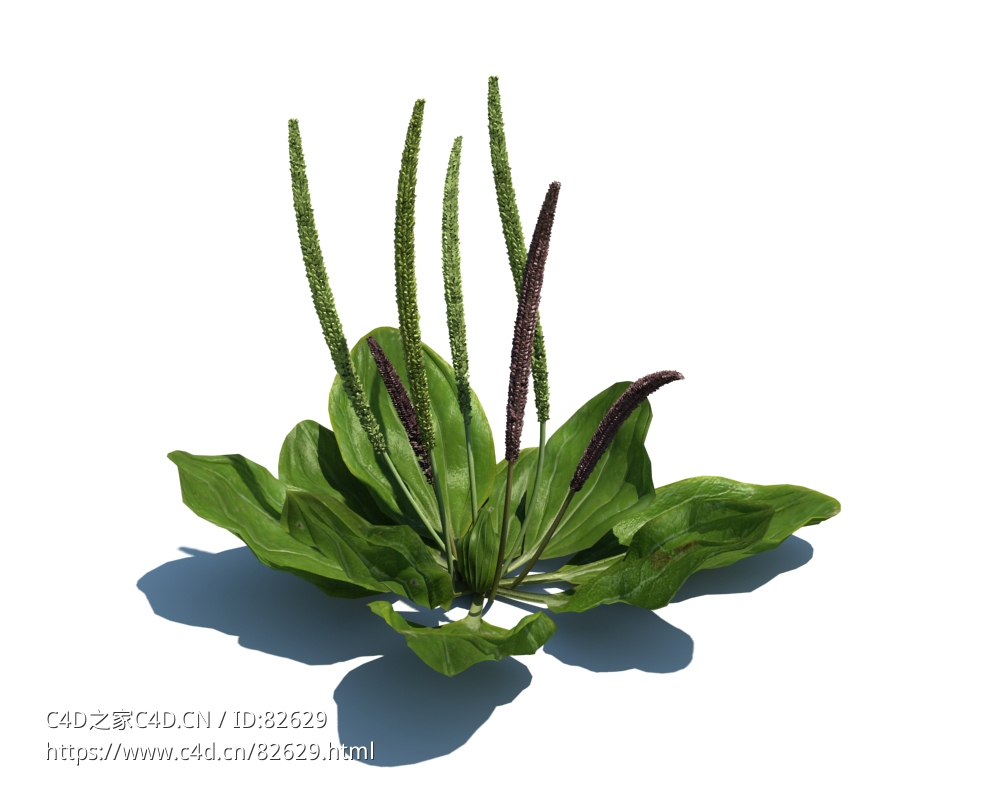 车前草植物杂草模型下载Plantago maior v3 - C4D之家 - 27.jpg