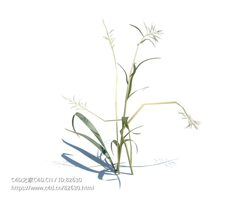 虉草玉带草植物杂草模型下载Phalaris arundinacea v1 - C4D之家 - 28.jpg