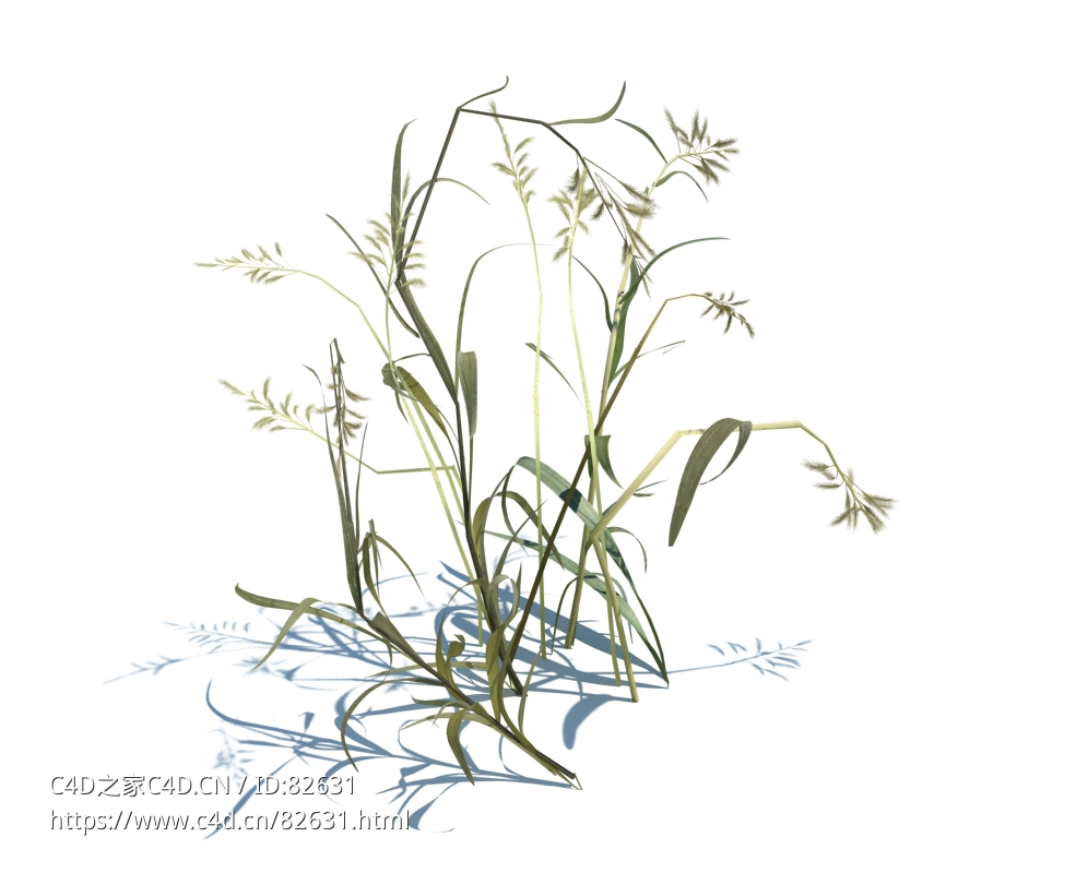 草芦植物杂草模型下载Phalaris arundinacea v2 - C4D之家 - 29.jpg