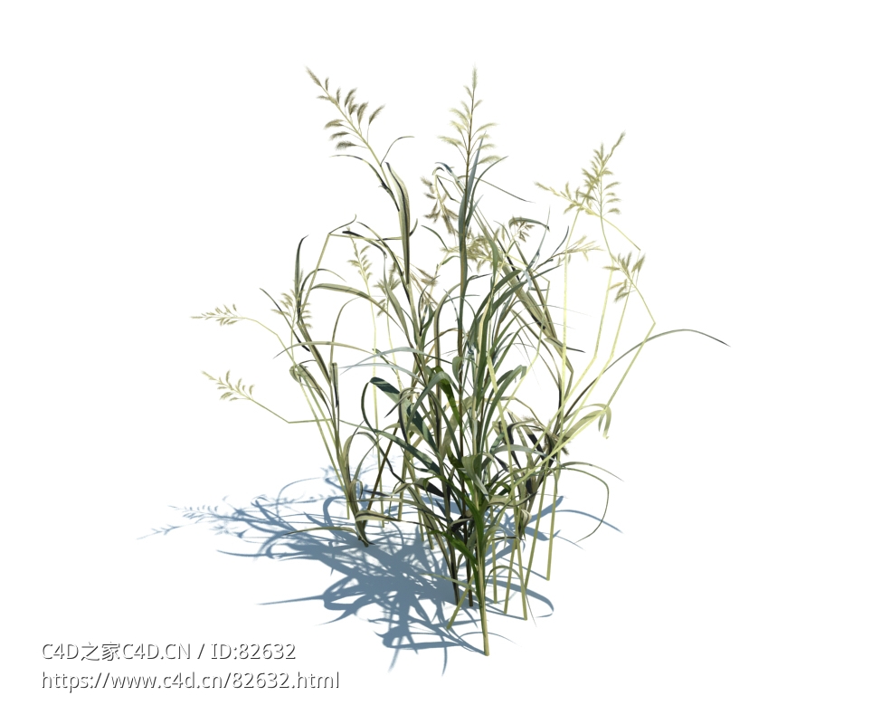 丝带草春茵草芦植物杂草模型下载Phalaris arundinacea v3 - C4D之家 - 30.jpg