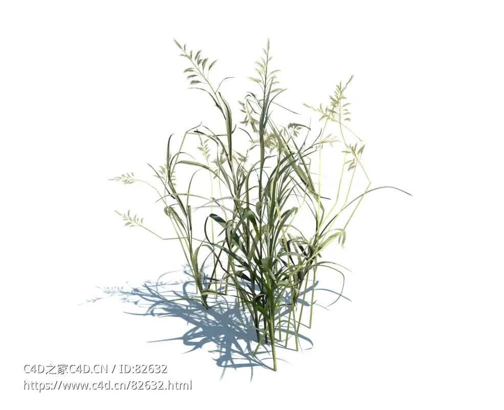 丝带草春茵草芦植物杂草模型下载Phalaris arundinacea v3 - C4D之家 - 30.jpg