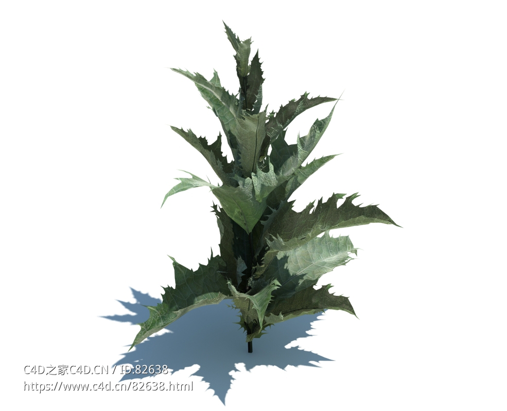 大翅蓟植物杂草模型下载onopordum acanthium L v1 - C4D之家 - 142.jpg