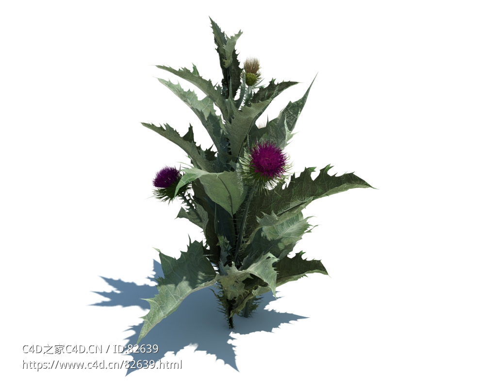 苏格兰刺蓟c4d植物杂草模型下载onopordum acanthium L v2 - C4D之家 - 143.jpg