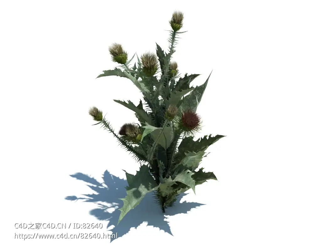 毛蓟c4d植物杂草模型下载onopordum acanthium L v3 - C4D之家 - 144.jpg