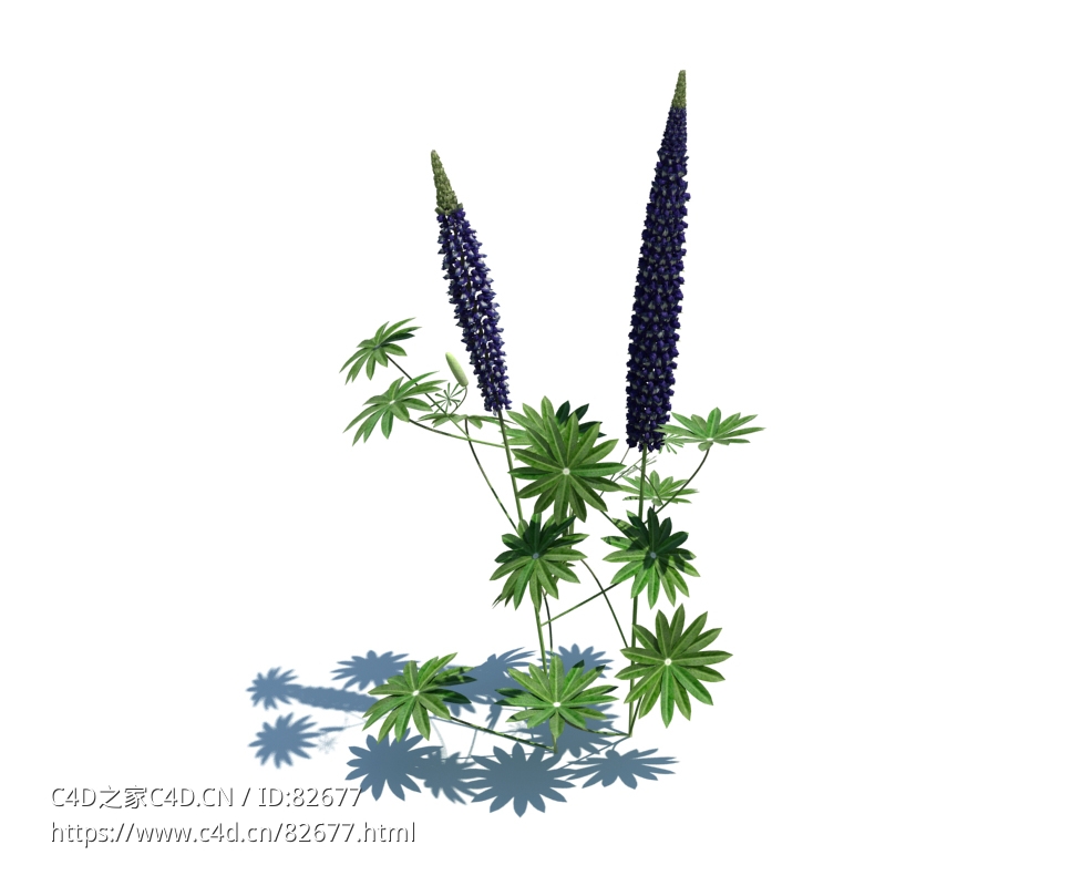 多叶羽扇豆Lupinus polyphyllus L. v2 - C4D之家 - 131.jpg