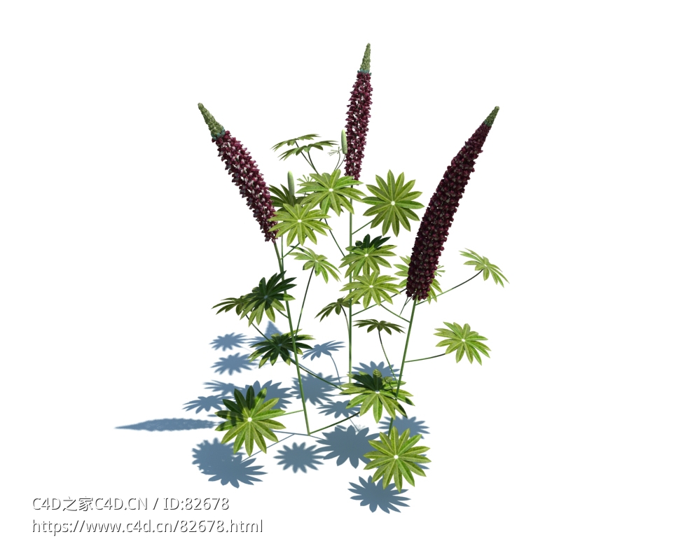 羽扇豆植物Lupinus polyphyllus L. v3 - C4D之家 - 132.jpg
